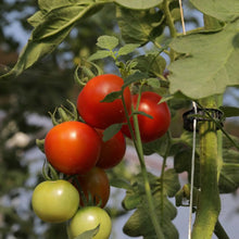Load image into Gallery viewer, Tomato Roller Hooks
