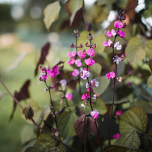 Load image into Gallery viewer, Purple Hyacinth Bean

