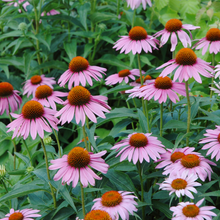 Load image into Gallery viewer, Echinacea
