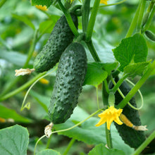 Load image into Gallery viewer, National Pickling Cucumber
