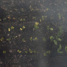 Load image into Gallery viewer, Heavy-Duty Insect Netting
