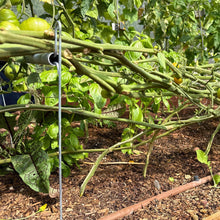 Load image into Gallery viewer, Vine Buddy Trellis Support
