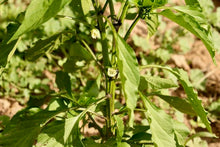 Load image into Gallery viewer, Big Jim Pepper

