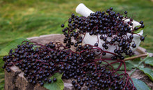 Load image into Gallery viewer, Elderberry, American Black (Sambucus canadensis)
