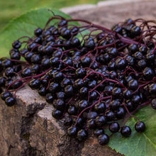 Load image into Gallery viewer, Elderberry, American Black (Sambucus canadensis)
