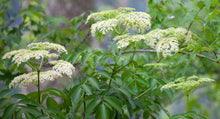 Load image into Gallery viewer, Elderberry, American Black (Sambucus canadensis)
