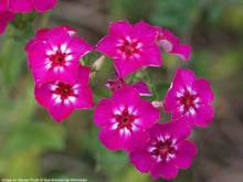 Load image into Gallery viewer, Phlox, Annual (Phlox drummondii)
