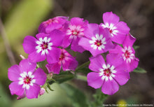 Load image into Gallery viewer, Phlox, Annual (Phlox drummondii)
