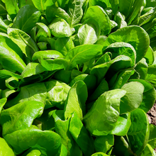 Load image into Gallery viewer, Gourmet Salad Lettuce Mix
