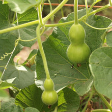 Load image into Gallery viewer, Hopi Origin Rattle Gourd
