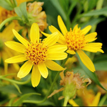 Load image into Gallery viewer, Arnica, Meadow (Arnica chamissonis)
