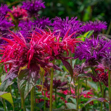 Load image into Gallery viewer, Bee Balm, Wild Mix (Monarda fistulosa)
