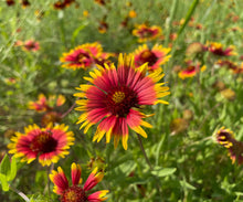 Load image into Gallery viewer, Blanket Flower aka Gaillardia (Gaillardia pulchella)
