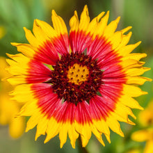 Load image into Gallery viewer, Blanket Flower aka Gaillardia (Gaillardia pulchella)
