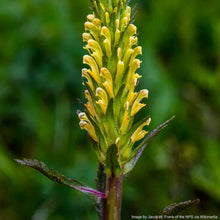 Load image into Gallery viewer, Lousewort, Bracted aka Pedicularis (Pedicularis bracteosa)
