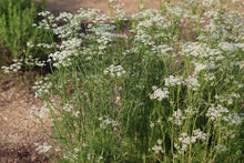 Load image into Gallery viewer, Caraway (Carum carvi)
