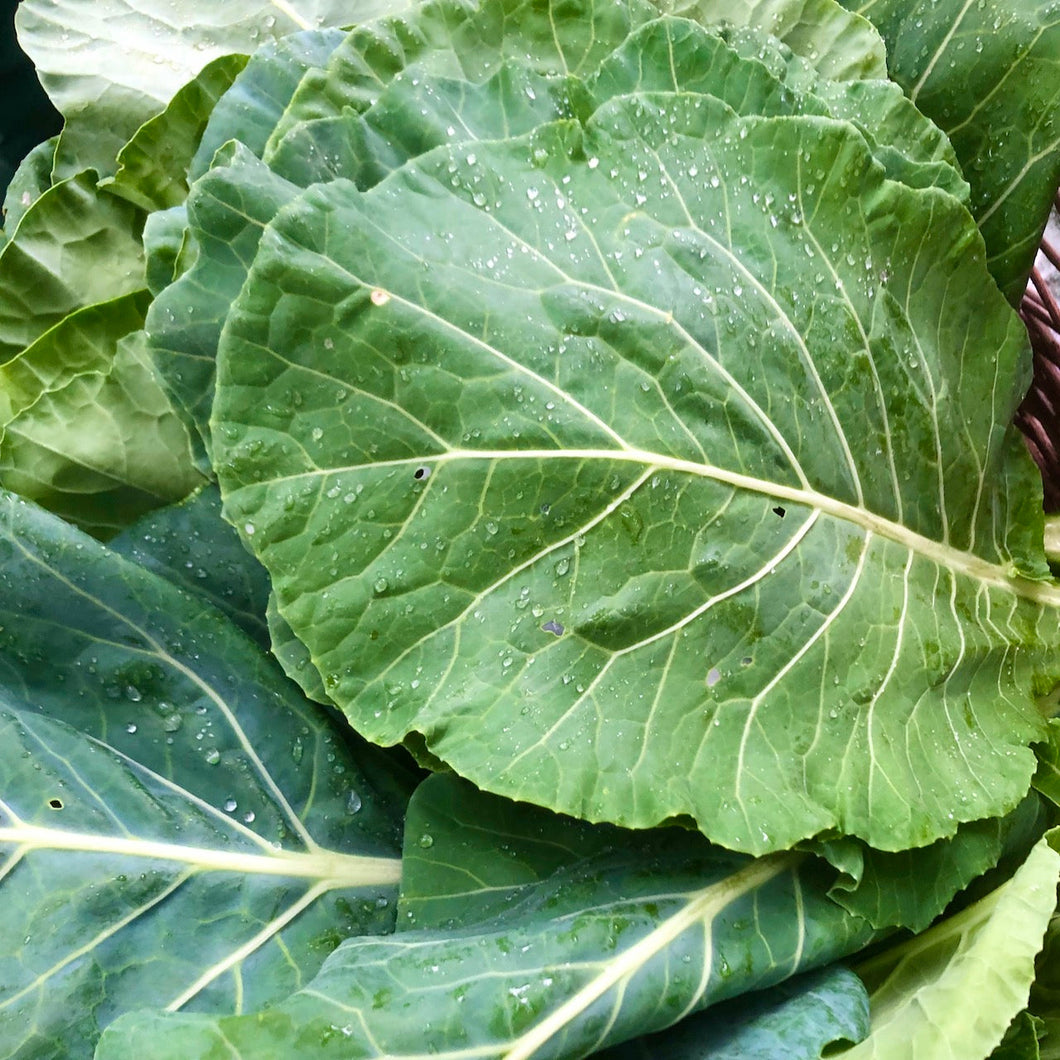 Champion Collards – Countryside