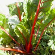 Load image into Gallery viewer, Bright Lights Swiss Chard
