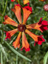 Load image into Gallery viewer, Dyer's Coreopsis

