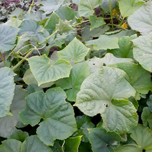 Load image into Gallery viewer, Marketmore Cucumber
