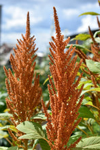 Load image into Gallery viewer, Amaranth, Culinary Mix (Amaranthus cruentus)
