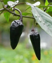 Load image into Gallery viewer, Czech Black Pepper
