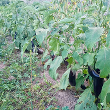 Load image into Gallery viewer, Early Violet Italian Eggplant
