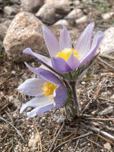 Load image into Gallery viewer, Pasque Flower, American aka Pulsatilla (Pulsatilla patens)
