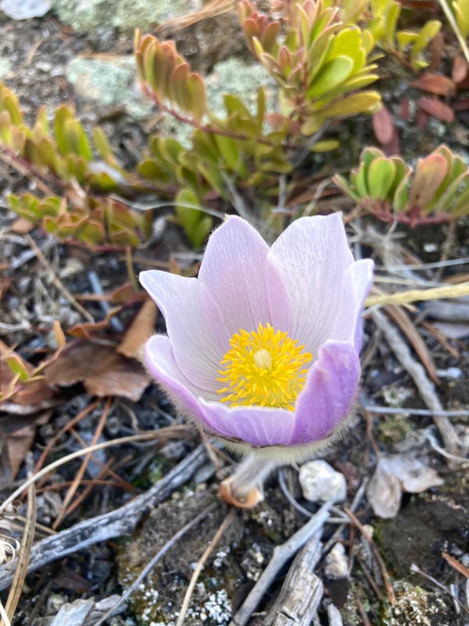 pasque flower from seed Pasque Flower, American aka Pulsatilla (Pulsatilla patens) – Countryside