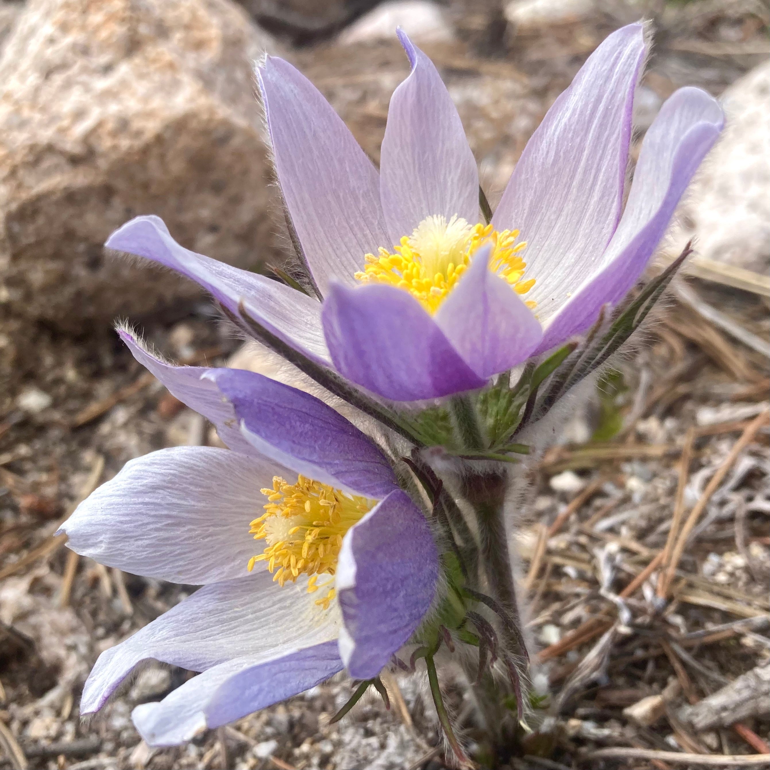 Pasque Flower, American aka Pulsatilla (Pulsatilla patens) – Countryside
