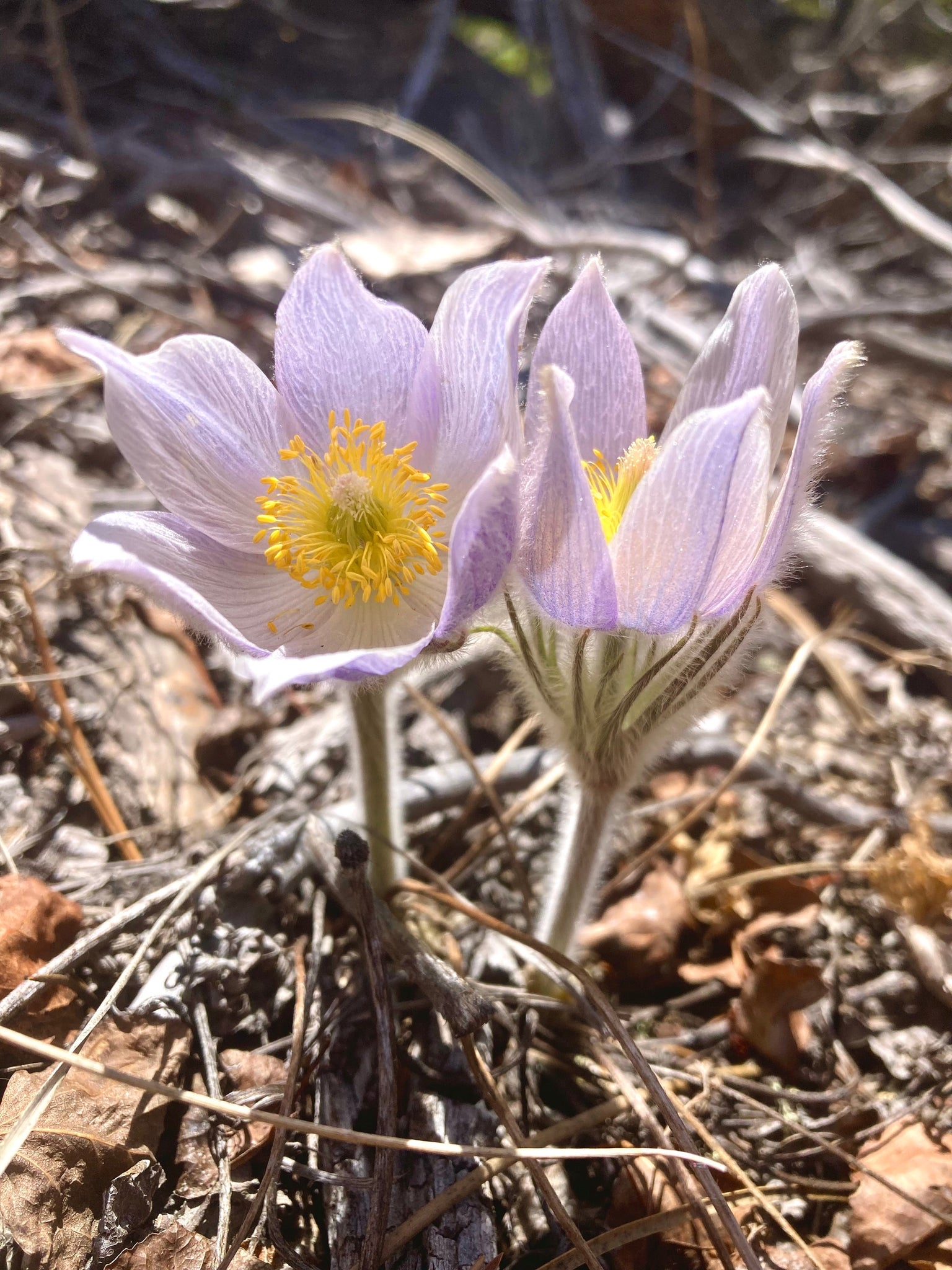 pasque flower seeds Pasque Flower, American aka Pulsatilla (Pulsatilla patens) – Countryside