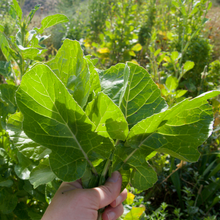 Load image into Gallery viewer, Ethiopian Kale
