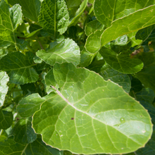 Load image into Gallery viewer, Ethiopian Kale
