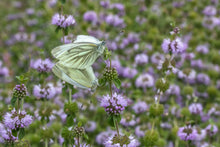 Load image into Gallery viewer, Pennyroyal, European (Mentha pulegium)
