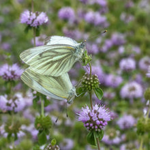 Load image into Gallery viewer, Pennyroyal, European (Mentha pulegium)
