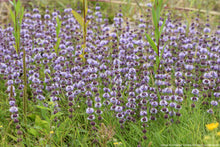 Load image into Gallery viewer, Pennyroyal, European (Mentha pulegium)

