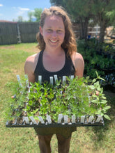 Load image into Gallery viewer, Full Seed CSA Share - 50 Varieties Curated for Your Area!
