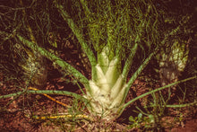 Load image into Gallery viewer, Fennel
