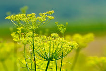 Load image into Gallery viewer, Fennel

