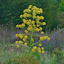 Load image into Gallery viewer, Fennel, Giant (Ferula communis)
