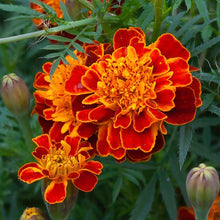 Load image into Gallery viewer, Marigold, Garden Mix (Tagetes erecta &amp; patula)

