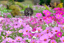 Load image into Gallery viewer, Cosmos, Garden Mix (Cosmos bipinnatus)
