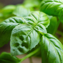 Load image into Gallery viewer, Basil, Genovese (Ocimum basilicum genovese)
