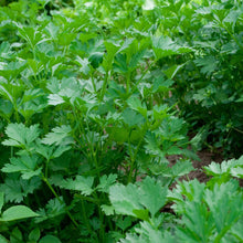 Load image into Gallery viewer, Parsley, Giant of Italy (Petroselinum crispum var. latifolium)
