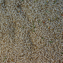 Load image into Gallery viewer, Golden Giant Amaranth
