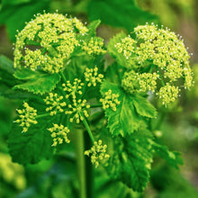 Load image into Gallery viewer, Alexanders, Golden (Zizia aurea)

