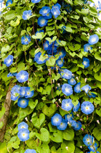 Load image into Gallery viewer, Morning Glory, Grandpa Ott's (Ipomoea tricolor)
