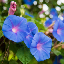 Load image into Gallery viewer, Morning Glory, Grandpa Ott's (Ipomoea tricolor)
