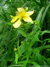 Load image into Gallery viewer, St. John's Wort, Great (Hypericum ascyron)
