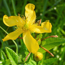 Load image into Gallery viewer, St. John's Wort, Great (Hypericum ascyron)
